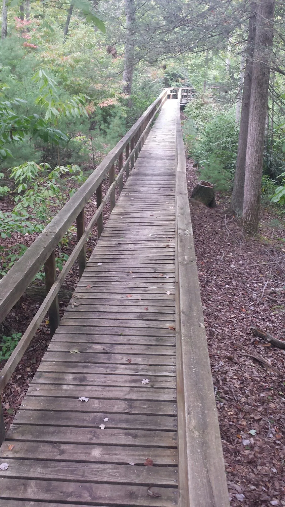 Long wood walkway with handrails built through the woods in Saint Paul